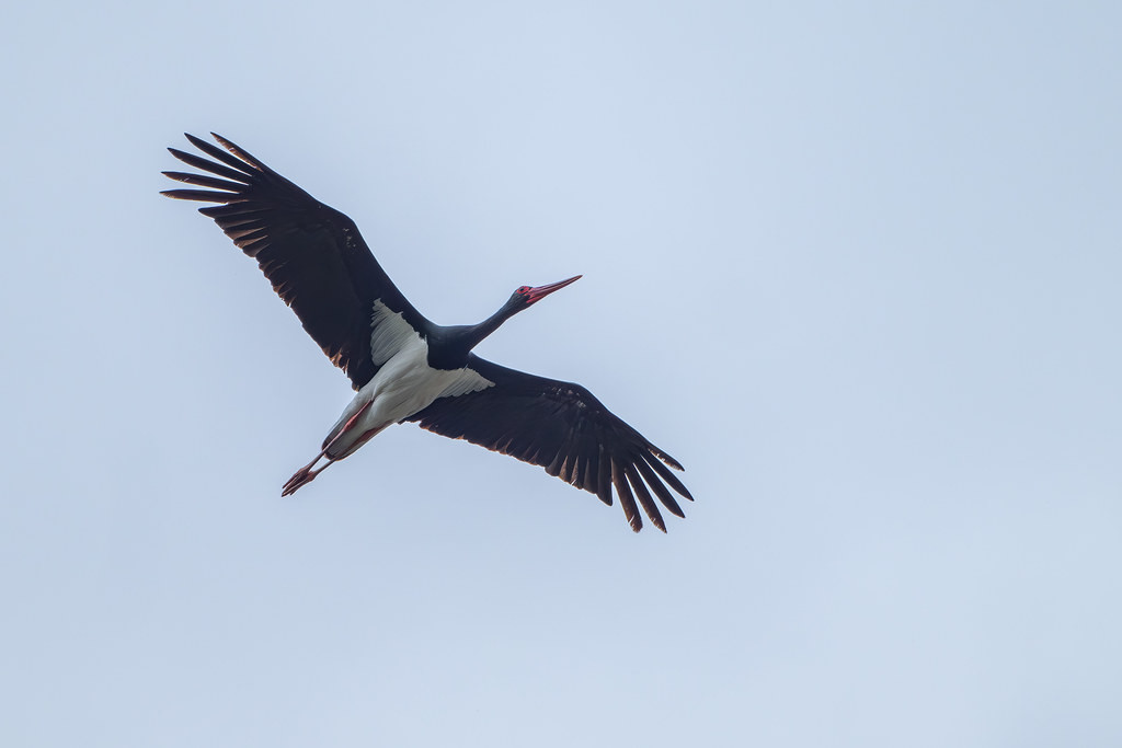 A beautiful stork that spends most of its time in mountain forests