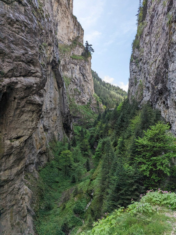 This world famous gorge is home to the iconic Wallcreeper