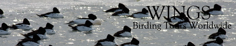 WINGS Birding Tours Worldwide