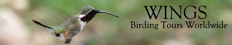 wings birding tours arizona