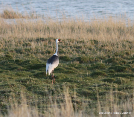 White-naped Cranes breed in the extensive reedbeds, 