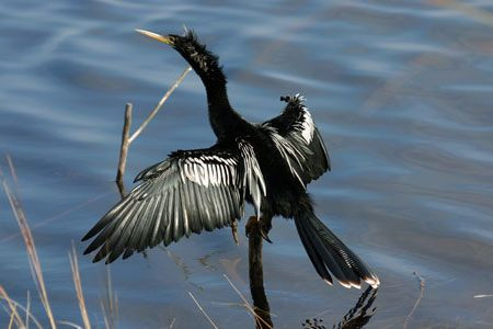 Among the herons will be other attractions like this male Anhinga, sunning himself after a bout of fishing…