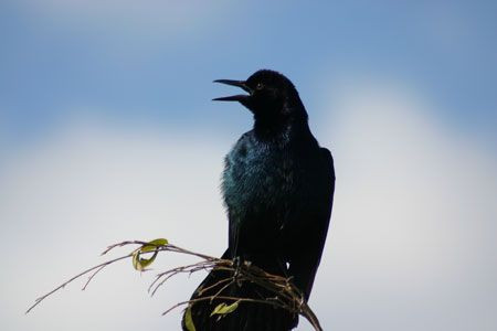 We’ll see lots of one of South Florida’s most conspicuous breeding birds. Boat-tailed Grackle (this population has dark eyes)…