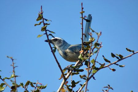 and Florida’s only endemic, Florida Scrub-Jay.