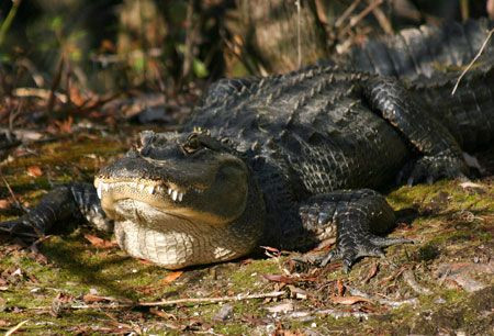 …but they all keep an eye out for the American Alligator, the marsh’s resident birdwatcher…
