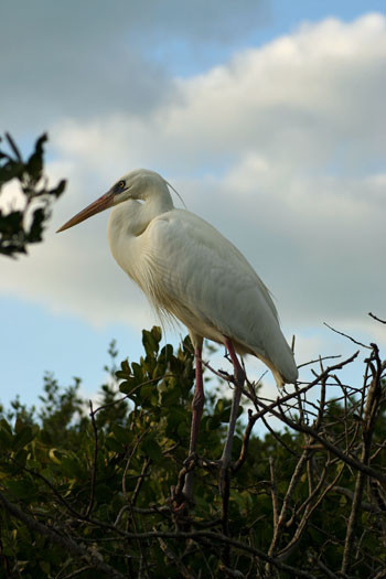 Some species like this Great White Heron (a color morph of Great Blue Heron) are south Florida specialties.