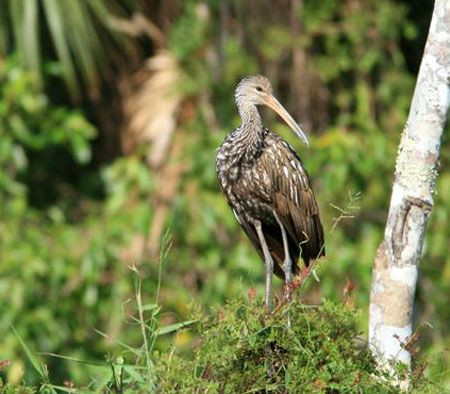 …or this surprisingly obliging Limpkin. Credit: Laura Robinson