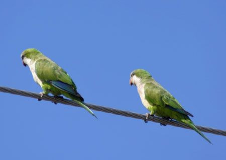 …as well as long-established Monk Parakeets.
