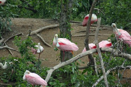 …and these Roseate Spoonbills…