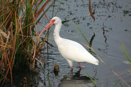 Others don’t care much about concealment, like this White Ibis…
