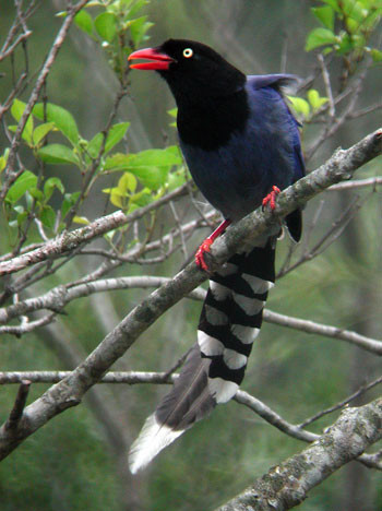 Few of Taiwan’s endemics are as splendid as this Blue Magpie.