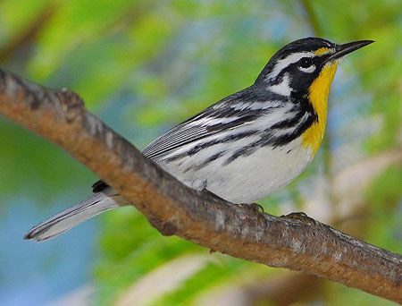 …and the elegant Yellow-throated Warbler creeps along the branches. 
