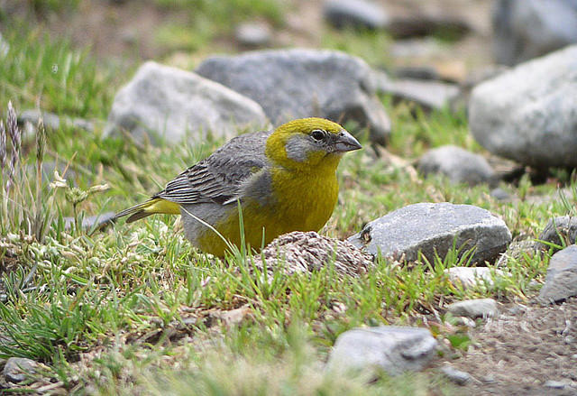 …but the more colorful Bright-rumped Yellow-Finch would not be a disappointing consolation.