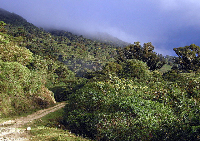 Then we move to yet another biome, the moist cloud forests of the mid- to high-elevation Andean ridges. 