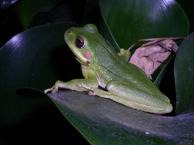 Water features here also attract Andean Treefrogs. 