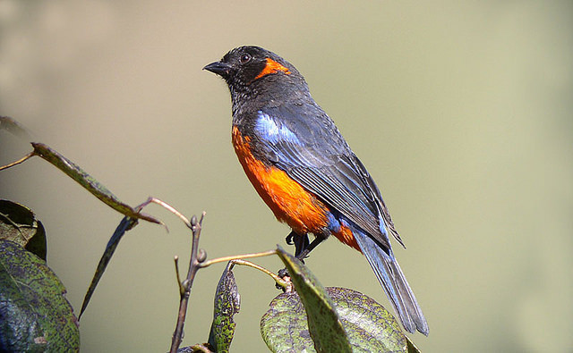 …the always stunning Scarlet-breasted Mountain-Tanager… 
