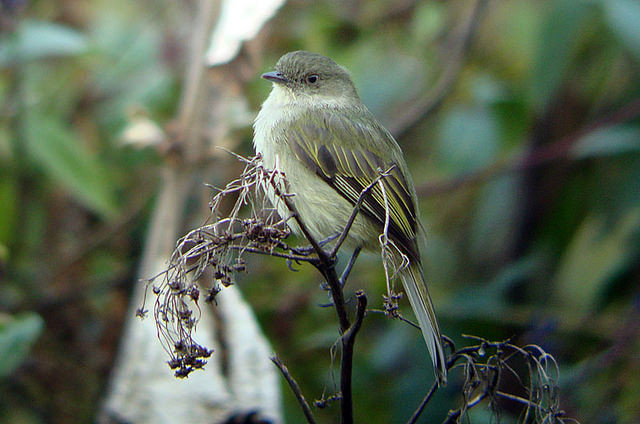 Some birds in this habitat might be the adorable Bolivian Tyrannulet… 
