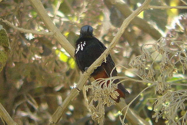 …but it’s also one of the favorite nectar plants for the stunning endemic Black-hooded Sunbeam. 