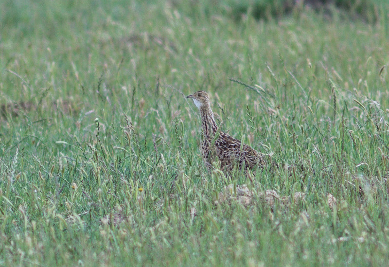 …and spend time searching the nearby grasslands for Spotted Nothuras.