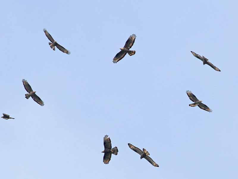 Up to 100,000 birds may pass here in a single day, mostly Honey Buzzards…