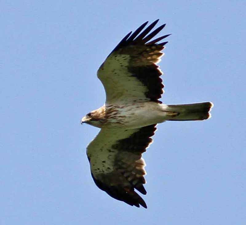 …and Booted Eagles, here a pale phase.
