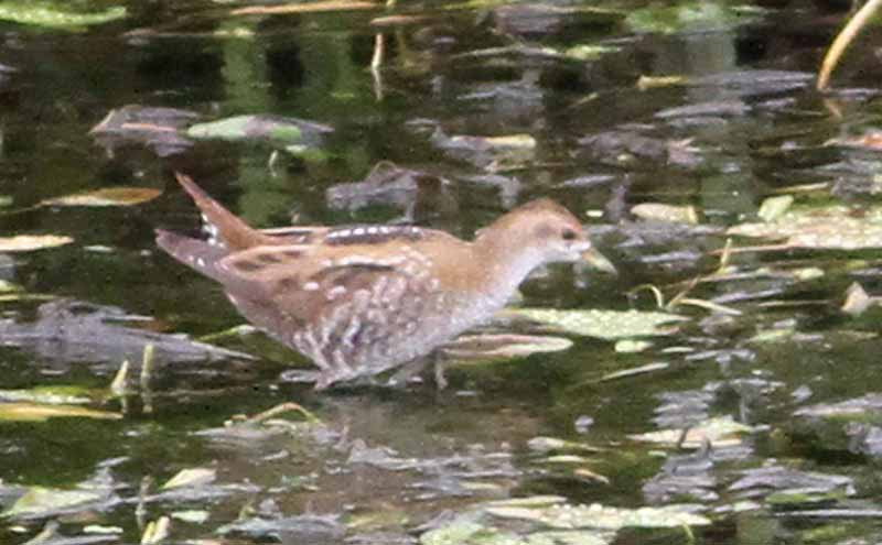 …and Little Crake…