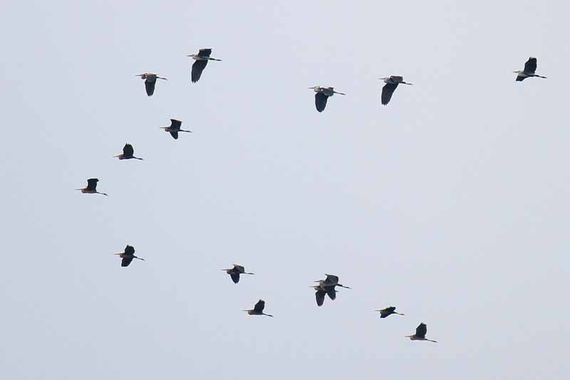 …while mixed flocks of Purple and Grey Heron are a feature of the migration here.