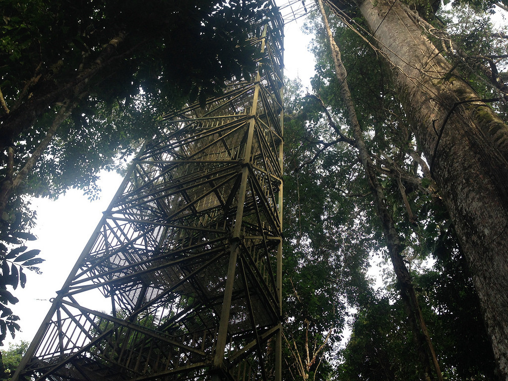 The 200 steps up the canopy tower will give us a bird’s eye view… 
