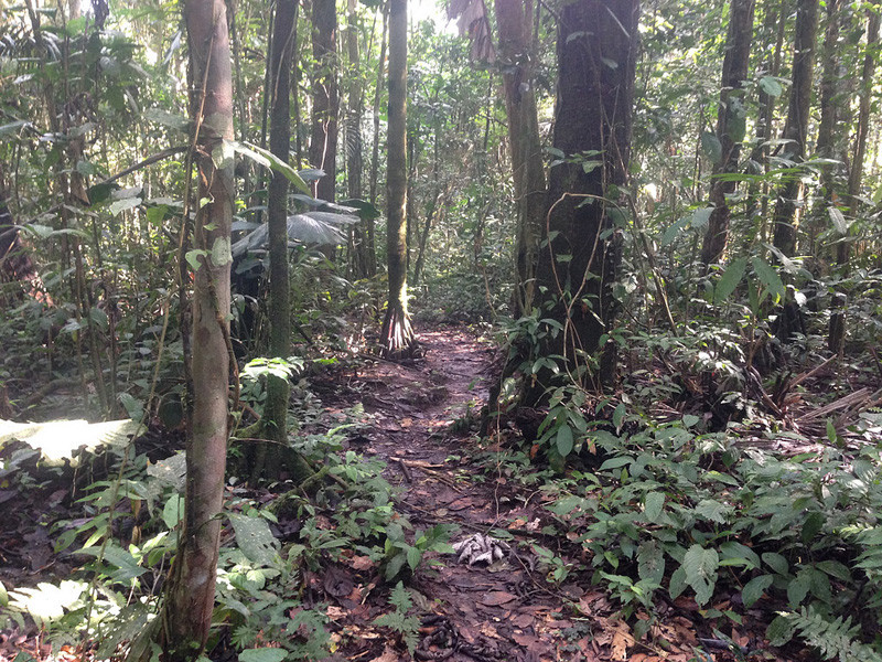Numerous forest trails provide access to interior of the primary rainforest… 