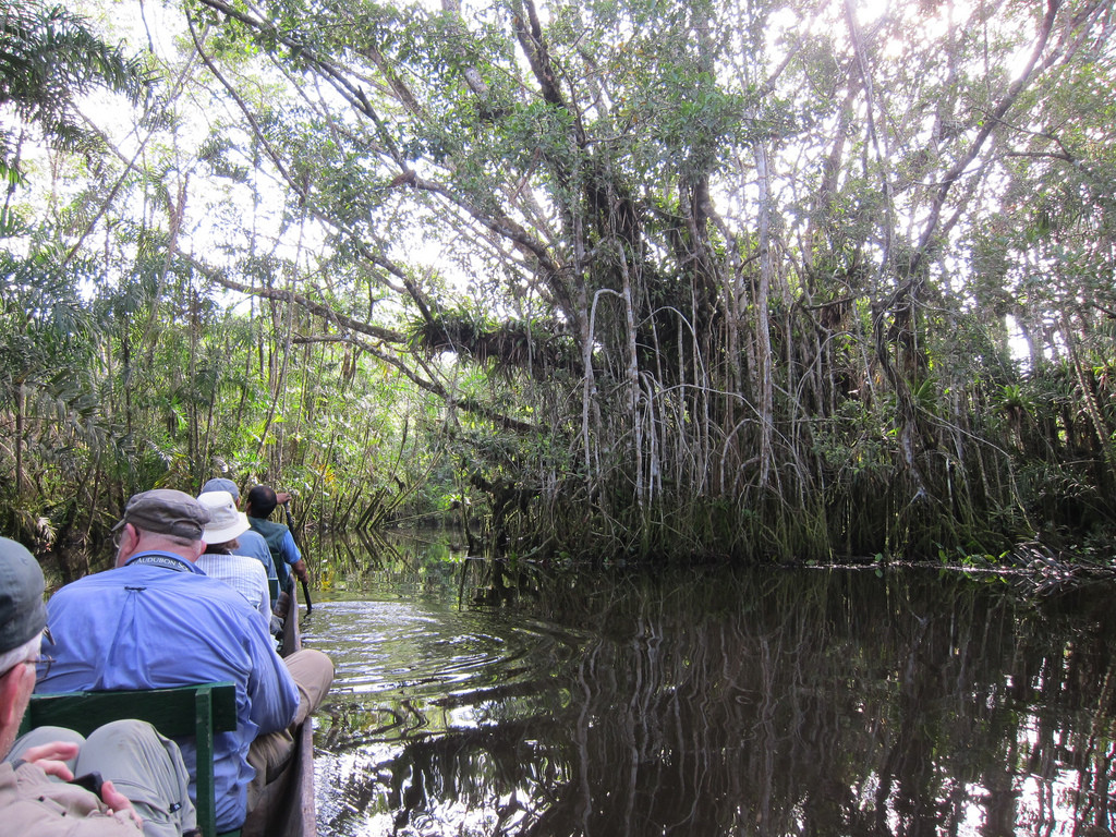 Much of our birding will be done while being paddled around in canoes through the flooded forest (known as várzea). (gb)
