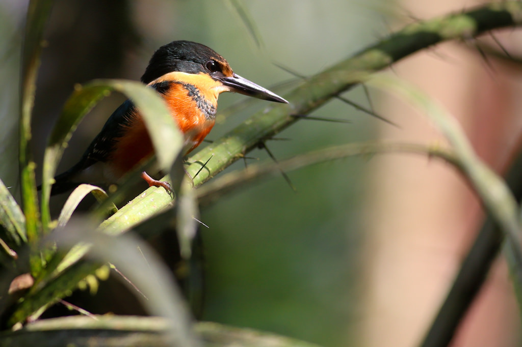 …where an American Pygmy Kingfisher may be on the look-out… 