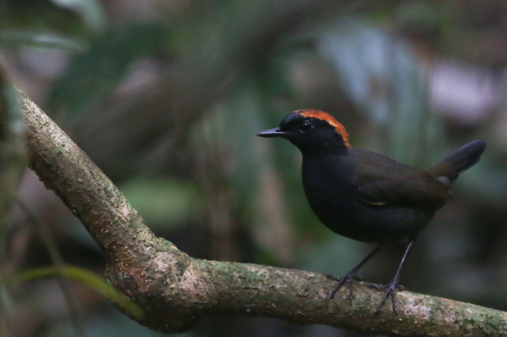 …allowing us access to a different avifauna, perhaps including Rufous-capped Antthrush, (jf)
