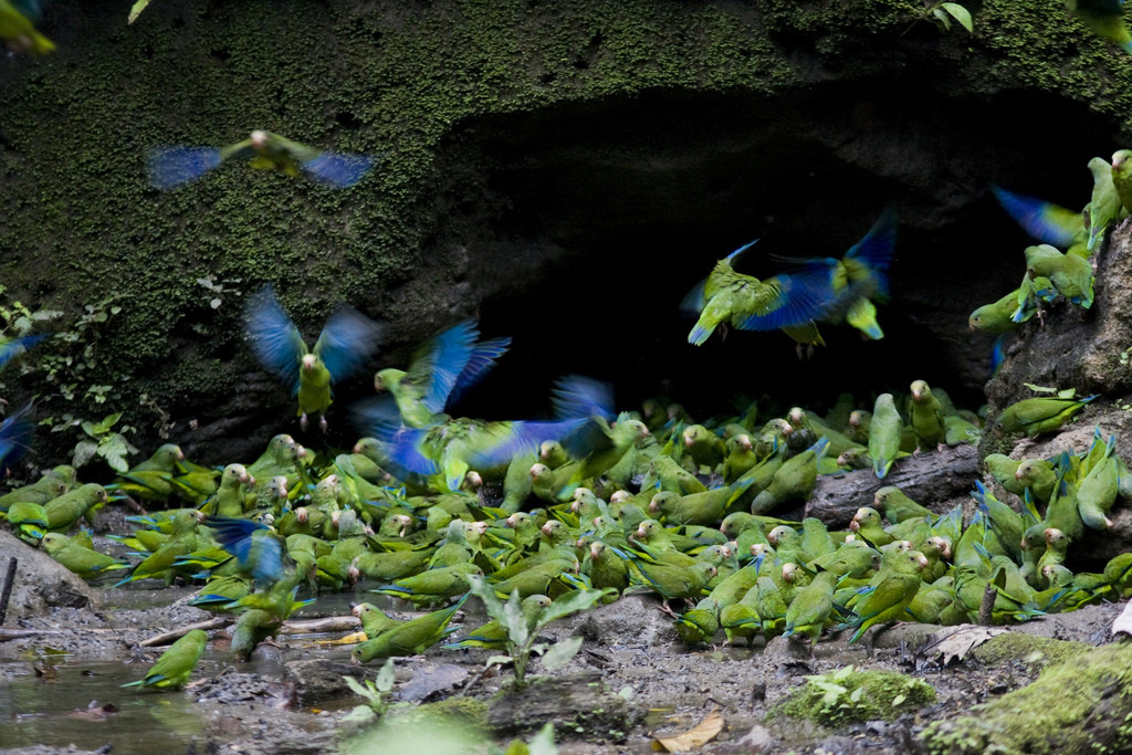 …as well as clay licks that can swarm with Cobalt-winged Parakeets. (gb)