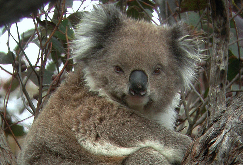 …a Koala perched up in a gum tree.