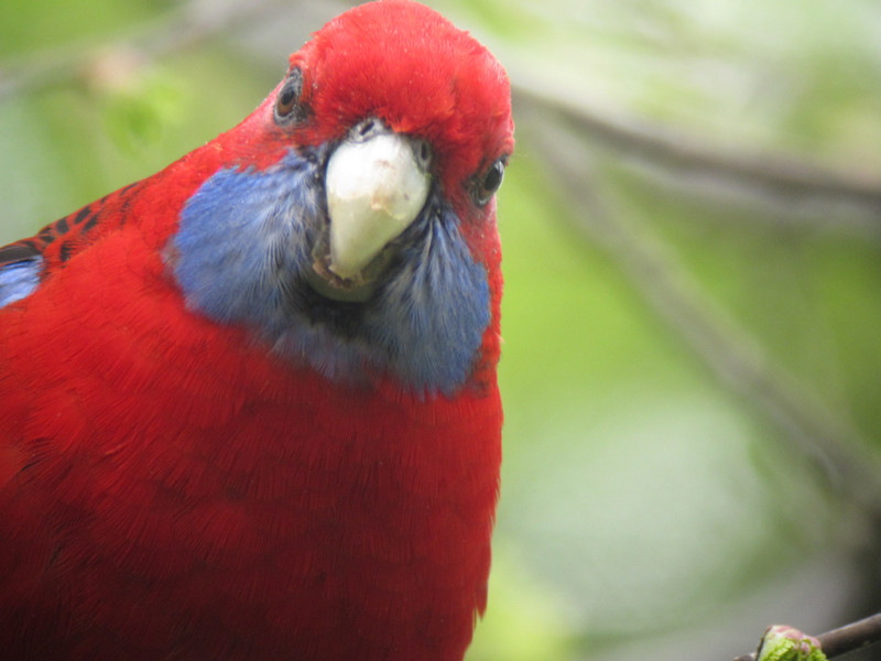 Parrots like Crimson Rosella and…