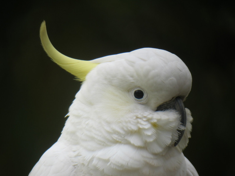 …Sulphur-crested Cockatoo can be remarkably tame here.