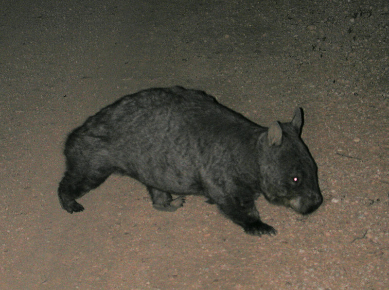 A night trip out might reveal gliders, possums, owls or even a passing Wombat.