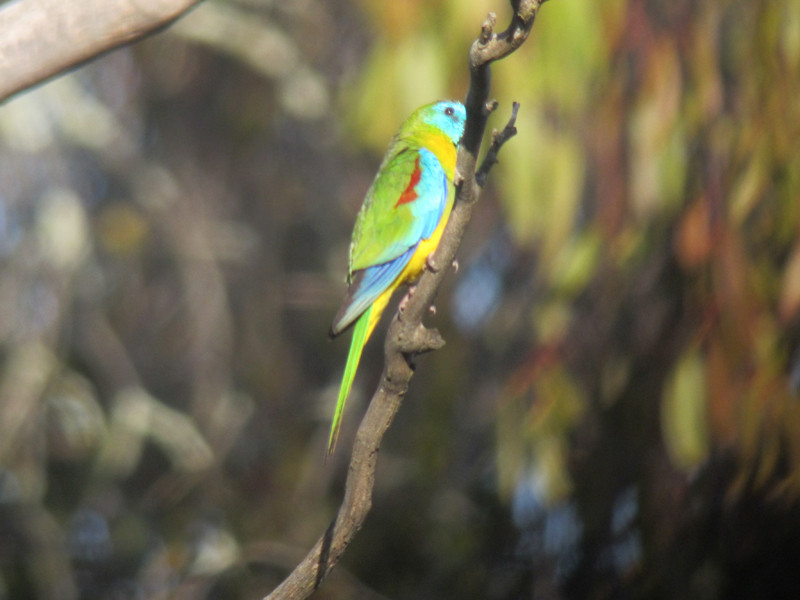 …close access to the adjacent National Forest, with its Turquoise Parrots…
