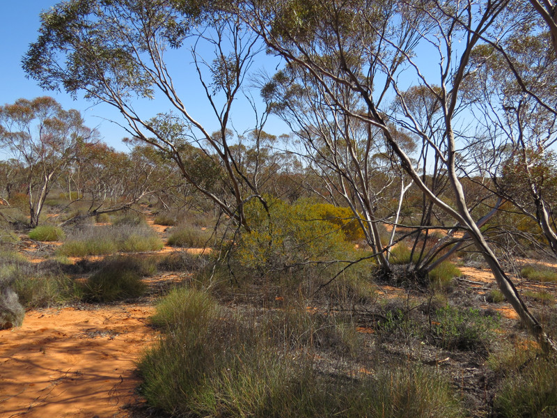 We’ll then visit some of the large mallee and desert parks in NW Victoria…
