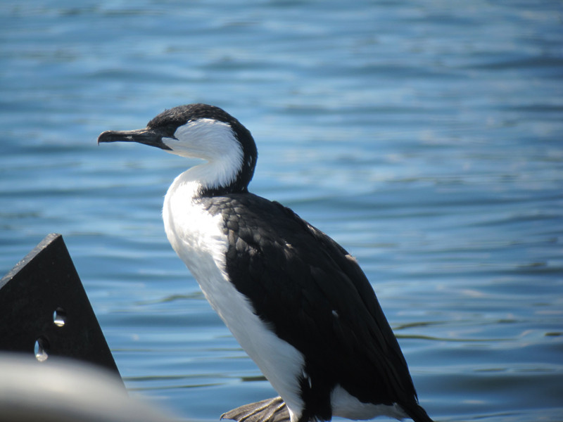 Black-faced Cormorants are often at the docks to greet us…