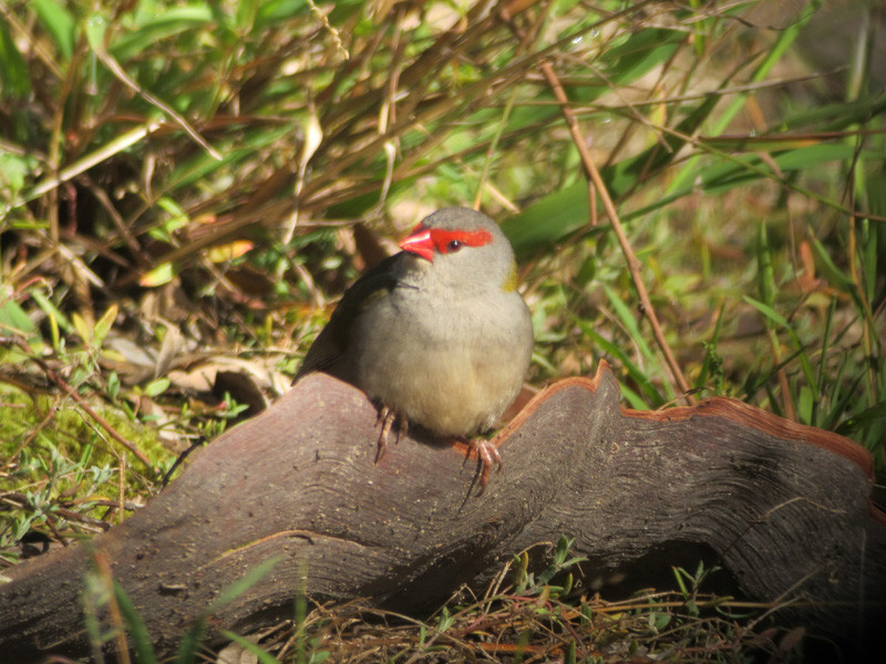 …and perky Red-browed Finches will be our introductions to Australian birdlife.