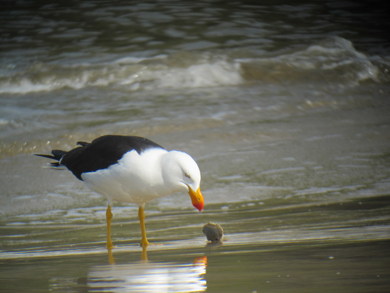 …and shockingly large-billed Pacific Gulls are in their own way equally impressive.