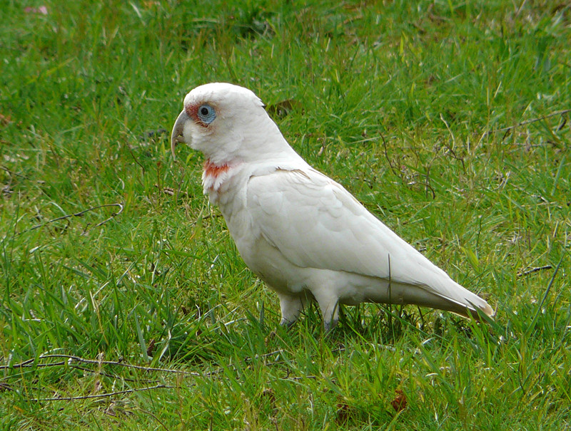 A side trip to some nearby parks might reveal Long-billed Corellas in the fields…