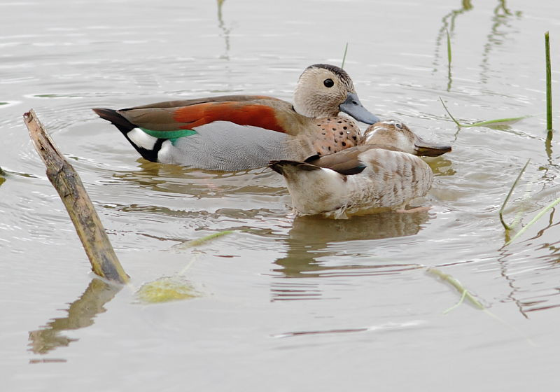 …waterfowl such as Ringed Teal preen each other….