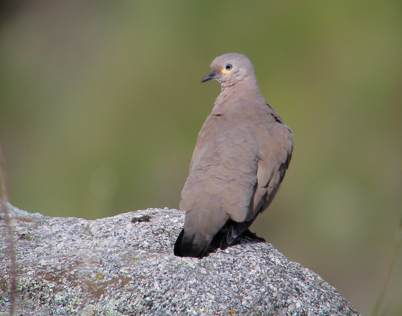 …and be on the lookout for both Black-winged Ground Dove…