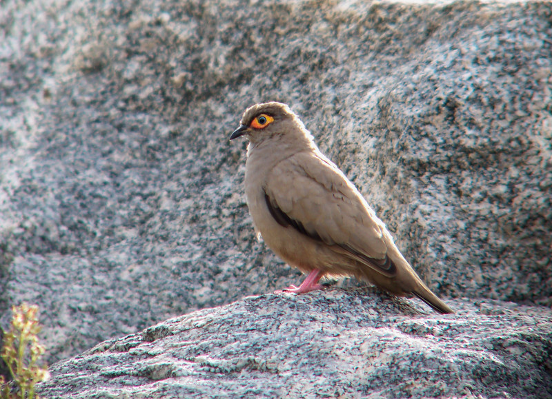 …and the stunning endemic Bare-eyed Ground Dove. 