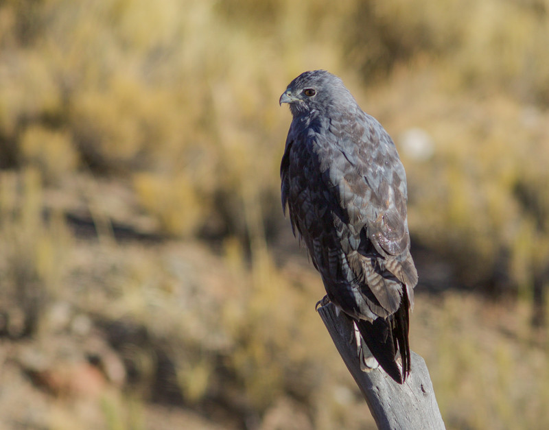 Along the roadsides we’ll likely find Variable Hawks perched on poles…