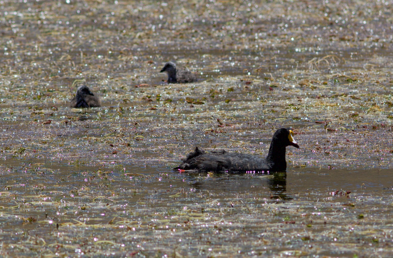 …searching for birds such as Giant Coot.