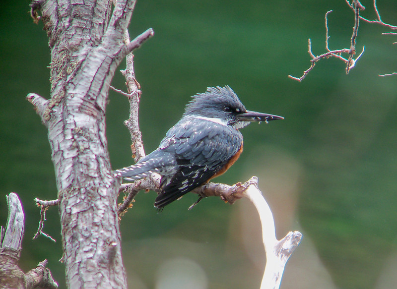 …while nearby Ringed Kingfishers hunt…
