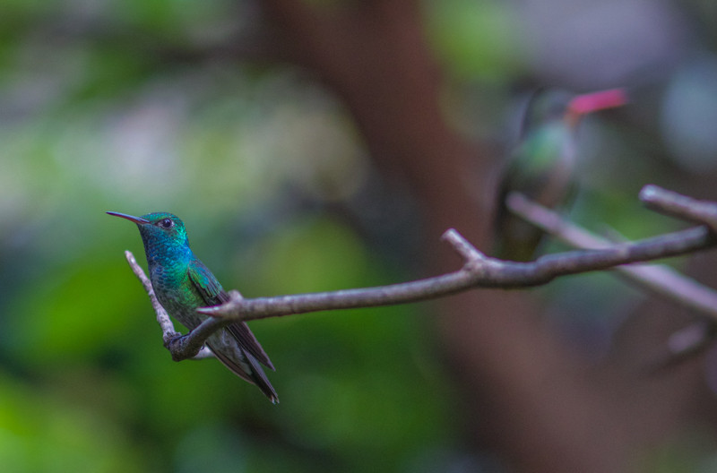 In town Versicolored Emeralds perch alongside Gilded Hummingbirds…